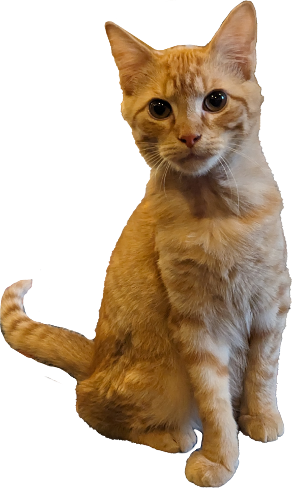 Kitty Treat Vineyard Pinot Noir