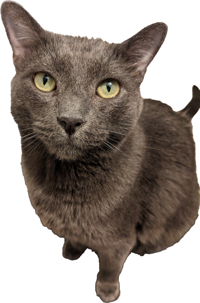 Kitty Treat Vineyard Pinot Noir